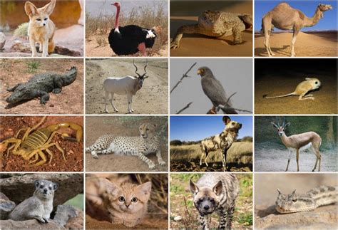 Africa Sahara Desert Animals