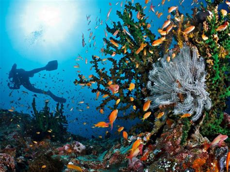 Menurut mafi, malaysia merupakan antara 17 negara di dunia yang disenaraikan sebagai negara biodiversiti mega dan. 7 Fakta Menarik Terumbu Karang di Indonesia | Tagar