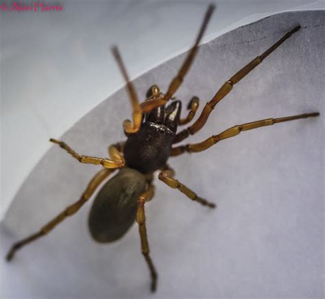 The Woodlouse Spider Dysdera Crocata Is A Species Of Spi Flickr