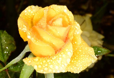 Free Images Yellow Water Nature Flower Botany Fluid Hybrid Tea