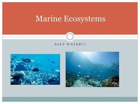 Ppt Marine Ecosystems Powerpoint Presentation Free Download Id2706293