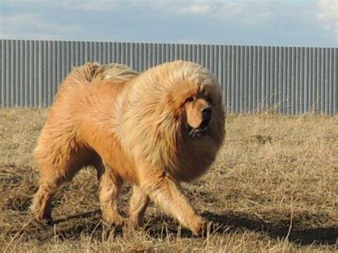 Tibetan Mastiff Short Hair These Will Be The 10 Biggest Hair Trends