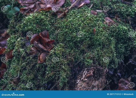Closeup Of A Tree Stump Covered In Mosses And Dried Leaves In A Forest