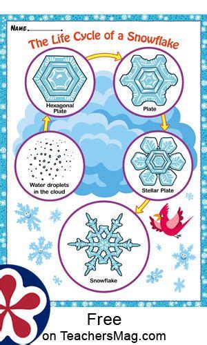 The Life Cycle Of A Snowflake Free Snowflakes Science Winter