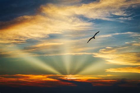 Ocean Sky Birds Flying Towards Sunset 4k Wallpaper Hd