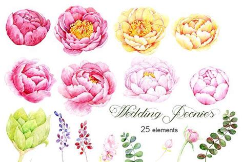 Watercolor Clipart Wedding Peonies Peony Illustration Watercolor