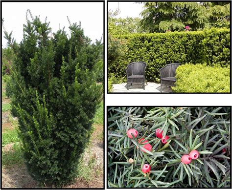 Hicks Yew Hinsdale Nurseries