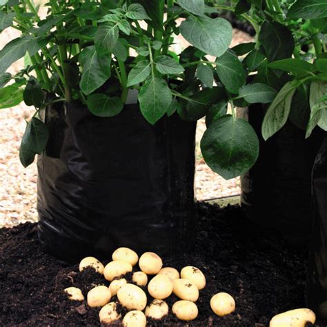 How To Grow Potatoes In 12 Easy Steps A Free Step By Step Guide For