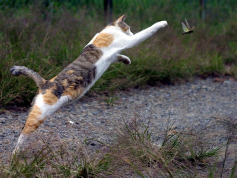 13 Amazing Cat Catches Bird You Never Seen Before With Images Funny