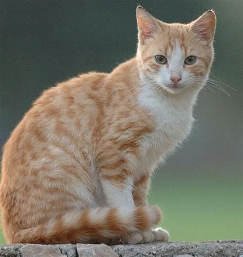 American Wirehair Orange Cat Breeds Pets Lovers