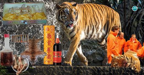 Chinas New Favorite Tonic Tiger Bone Wine Relish Doze