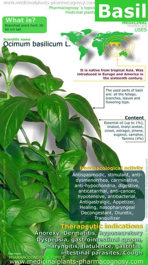 Basil Health Benefits Infographic Summary Of The General