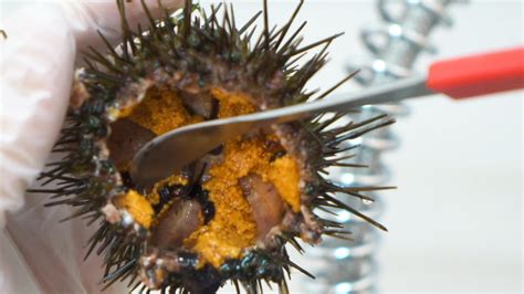 Sea Urchins Are A Pest In Australia So This Restaurant Is Cooking Them