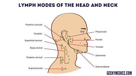 Lymph Nodes In The Head And Neck Diagrams Bagjulu