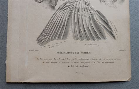 Dictionnaire Universel Dhistoire Naturelle By Charles Dorbigny