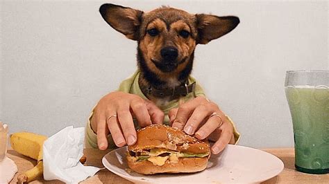 Dog With Human Hands Eat Burger Funny Dogs Video Youtube