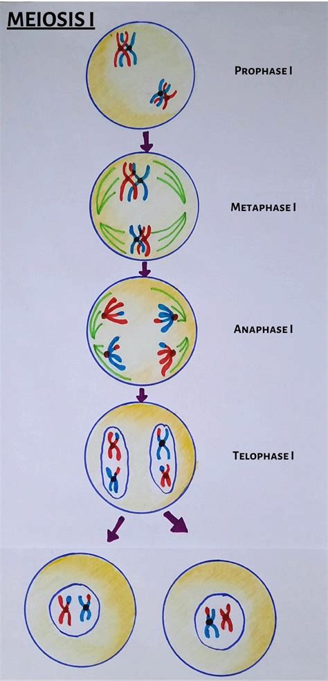 Meiosis Stages Meiosis Vs Mitosis The Virtual Notebook