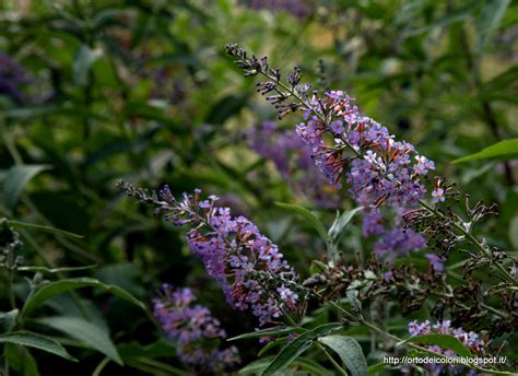 1753 è un genere di piante spermatofite dicotiledoni appartenenti alla famiglia delle lamiaceae, dall'aspetto di piccole erbacee annuali o perenni dalla tipica infiorescenza a spiga. L'orto dei colori: Spighe viola fiorite nell'orto dei colori
