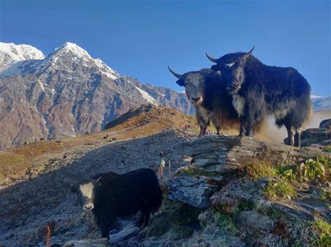 About Lekali Himalayan Dog Chew