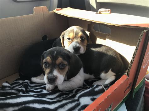 Meet Dipper And Mabel Beagle