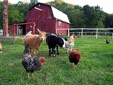 Farm Animals Lessons Tes Teach