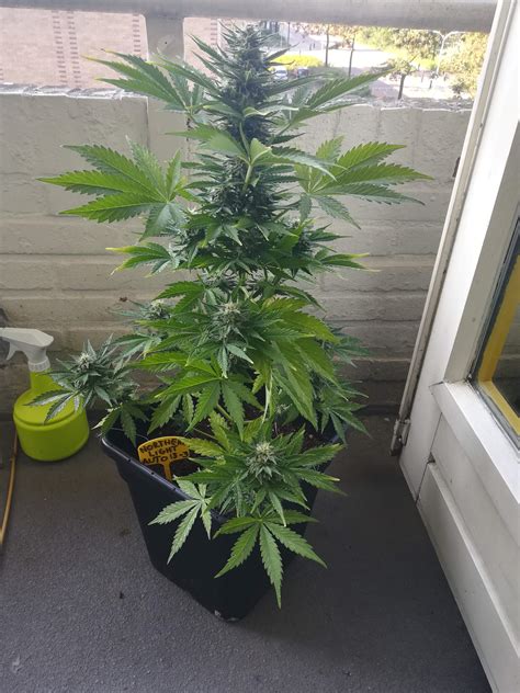 Royal Queen Seeds Northern Light Automatic Grow Diary Journal Week11