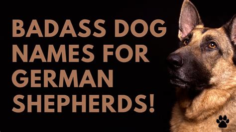 🐶 Badass Dog Names 🐾 For German Shepherds 🐾 36 Top Names Youtube