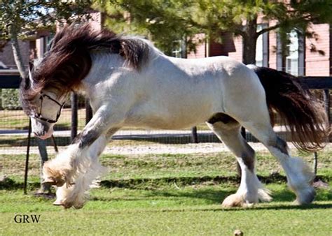 Duke is a 2006 sooty buckskin gypsy vanner stallion. Gypsy MVP | Taskin | Gypsy Vanner Stallion for Sale
