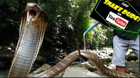 King Cobra Snake Bite Strike Snake Man Snake Discovery Epic Slow