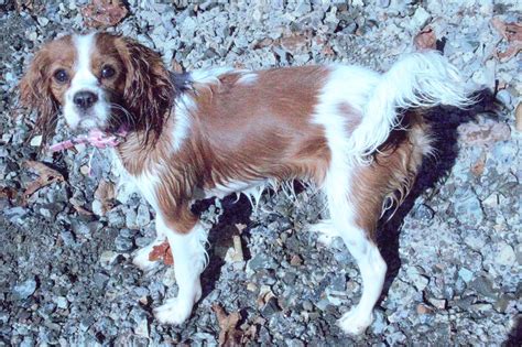 Dutchess After A Swim In The Lake Who Says Cavaliers Cant Have Fun