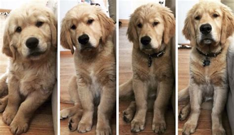 Stages Of A Golden Retriever Puppy 8 12 14 And 16 Weeks Bored Panda
