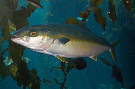 Yellowtail Amberjack Fish Of The Gulf Of California Aka Sea Of Cortez