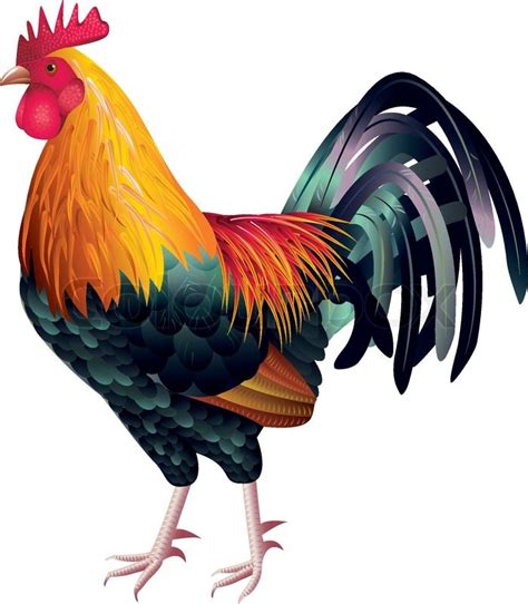 Download Colorful and high detailed rooster ... | Stock vector | Colourbox