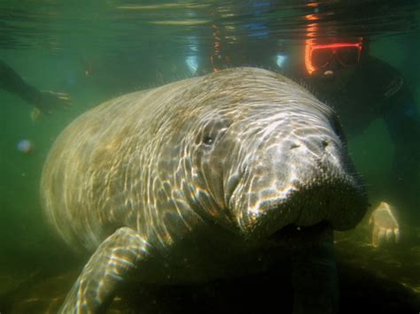 Swimming With Manatees Crystal River Florida For The Love Of Wanderlust