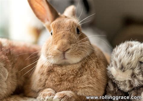 How To Care For A Pet Rabbit