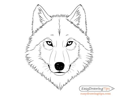 How To Draw A Wolf Face And Head Step By Wolf Face Drawing Wolf