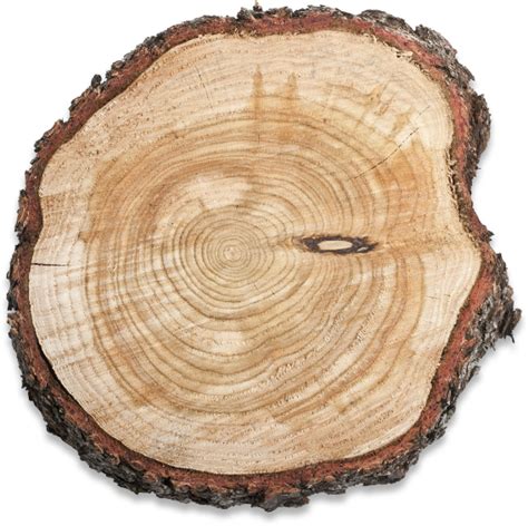 Wood Slice Png Png Image Collection