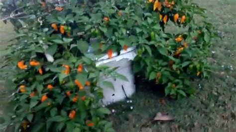 Maybe you would like to learn more about one of these? Incredibly Gigantic Ghost Pepper Plant growing in an off ...