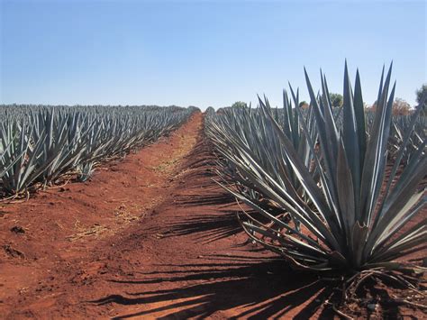 Chillarin The Stoke Drug Cartels And Agave Fields