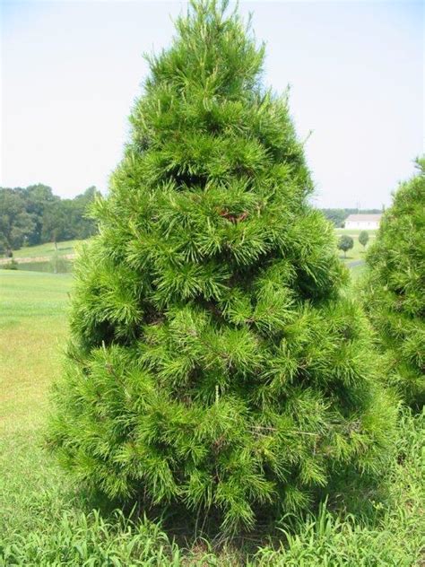 Virginia Pine The Christmas Tree Patch