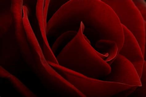 red and black floral wallpaper - HD Desktop Wallpapers | 4k HD