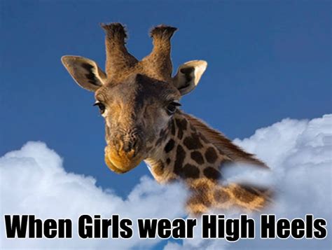 Giraffe Pics Funny