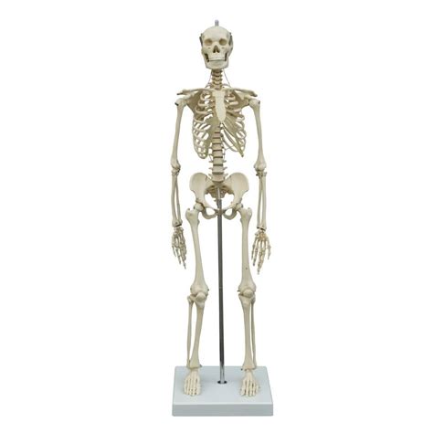 Modello anatomico di scheletro MI200 RÜDIGER ANATOMIE di corpo