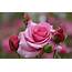 Most Beautiful Rose Flower Pictures  And Romantic