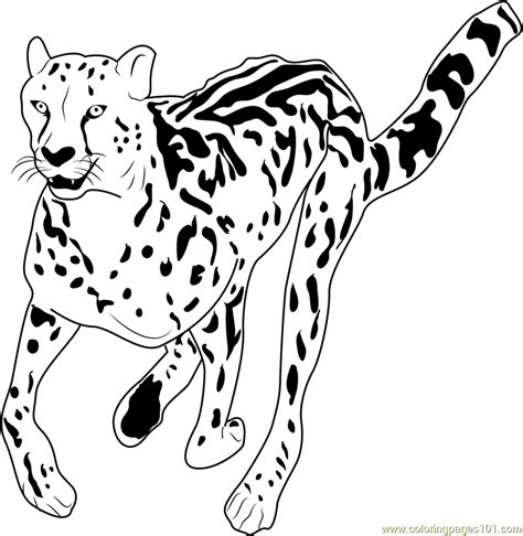 Https://tommynaija.com/coloring Page/anime Cheetah Coloring Pages