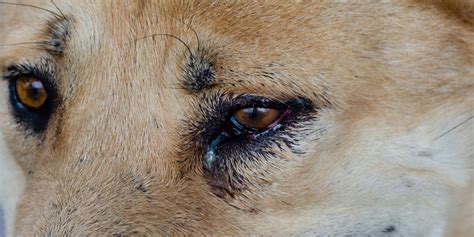 Dog Eye Boogers Types Of Eye Discharges Causes Treatments
