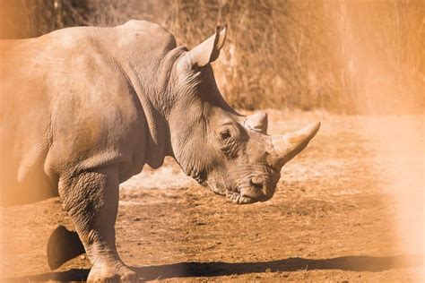 The Endangered Rhino A Victim Of Habitat Loss And The Illegal Trade In
