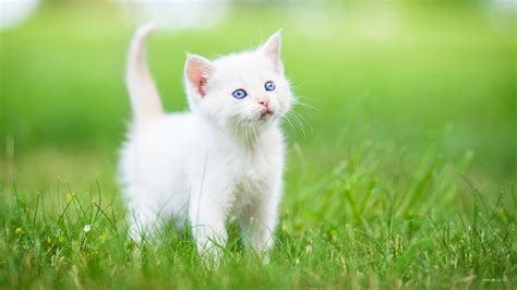 22 White Cat Wallpaper Hd Furry Kittens