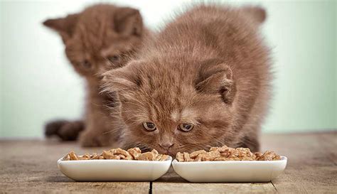Enjoy this cat treat recipe from hill's pet to supplement a cat's healthy balanced diet. Best Homemade Cat Food Recipes & Cat Treat Recipes