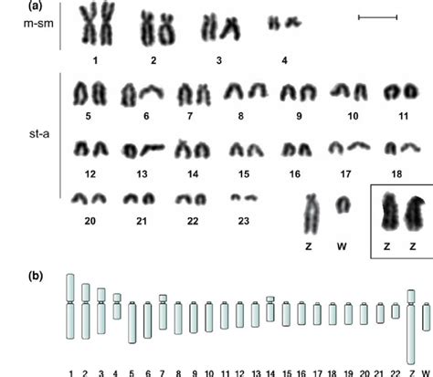A Karyotype Of D Imberbis Female After Wrights Staining In The